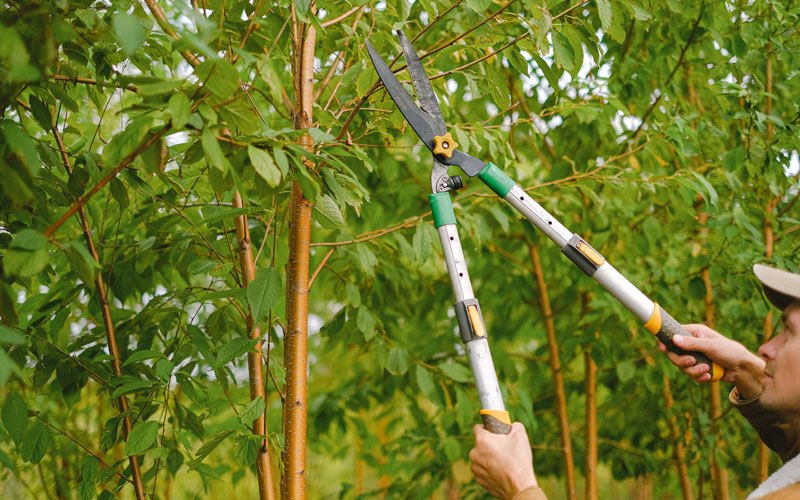 Tree trimming in Cheney, WA